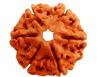 6 Mukhi Rudraksha